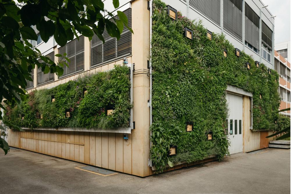 Anders als die anderen:  Neuer Leitfaden f&uuml;r biodiversit&auml;tsf&ouml;rdernde Fassadenbegr&uuml;nung 